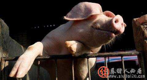 猪价如约回落（猪价将回落到正常水平）