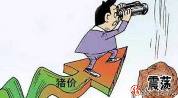 今日猪市评析：生猪供应逐渐恢复 今日猪市评析:生猪供应逐渐恢复的原因