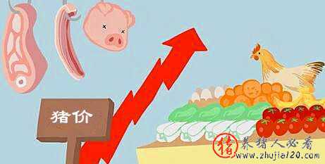 下半年猪价怎么走（今年下半年猪价会是多少）