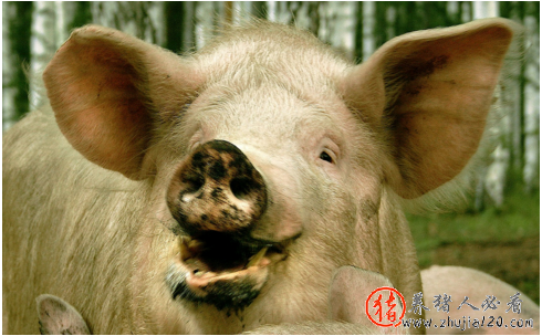 猪价行情果然继续上涨 猪价全面上涨