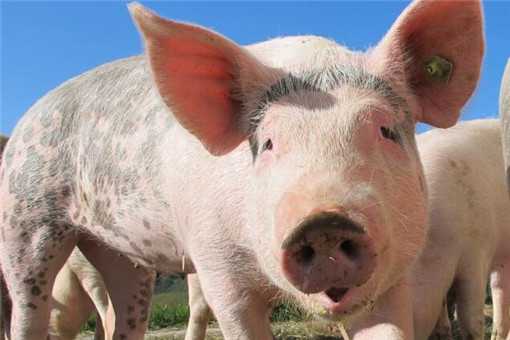 2020年养猪挣钱吗 2020年养猪会不会亏钱