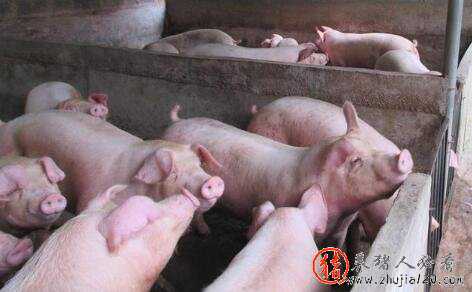 猪价是否已进入下滑周期 猪价是否已进入下滑周期内