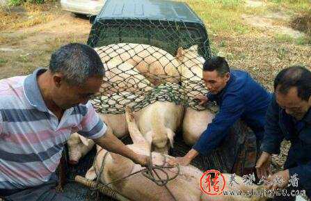 中下旬后受集中出栏影响