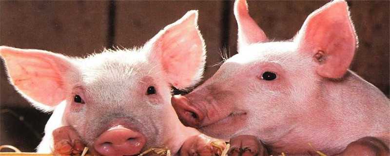 2020年猪价会涨吗（2020年猪价会如何）