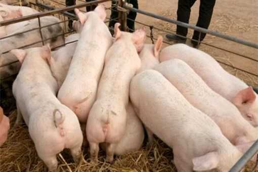 现在仔猪价格是多少钱一斤（仔猪的价格多少钱一斤）