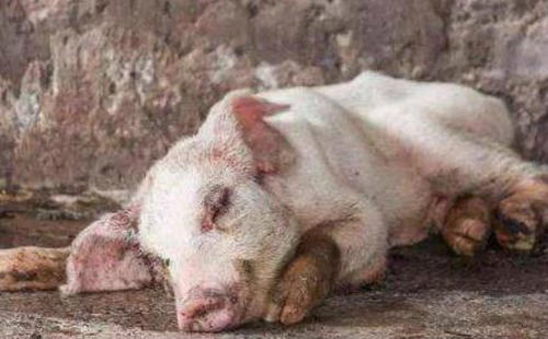 非洲猪瘟母猪症状有哪些 非洲猪瘟母猪症状有哪些表现