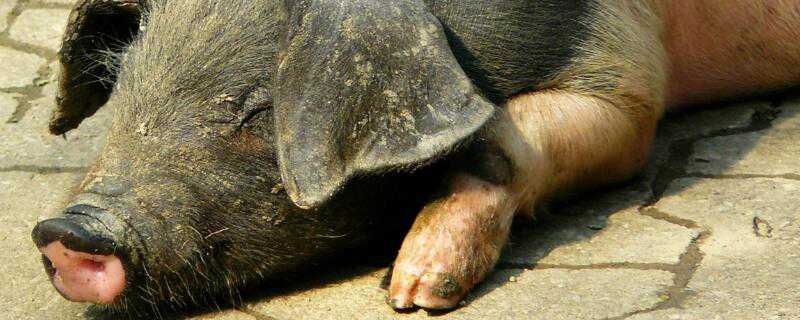 母猪中暑症状是什么样 母猪中暑的症状