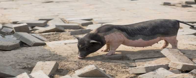 非洲猪瘟发病前期症状（非洲猪瘟发病前期症状表现）