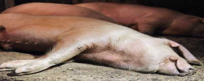 非洲猪瘟母猪症状（非洲猪瘟母猪症状是什么）