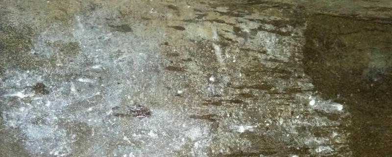 母猪尿白色石灰样物质 母猪尿白色石灰水原因