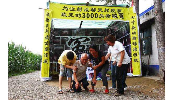 河南养猪户灵堂祭猪事件专家解说 河南养猪大户败局已定