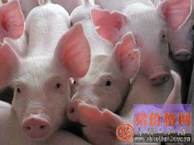 湖北孝昌县荣获生猪调出大县奖108万（孝昌合作养猪公司有哪些）