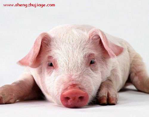 2014年9月4-5日,辽宁省第三届猪业博览会召开