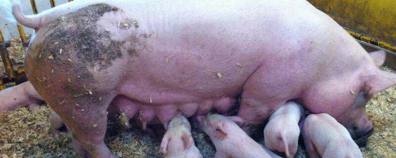 怎么判断母猪死胎 怎么断定母猪怀孕