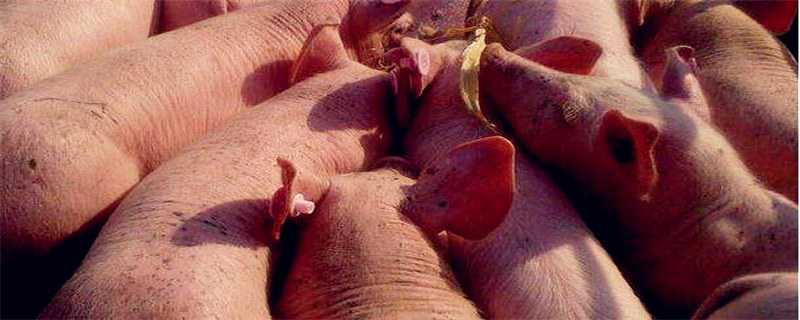 仔猪要多久会得非洲猪瘟（仔猪感染了非洲猪瘟多长时间能发病）