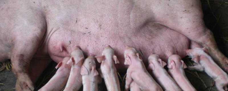母猪不吃食还呕吐 母猪不吃食还呕吐,拉的屎还硬