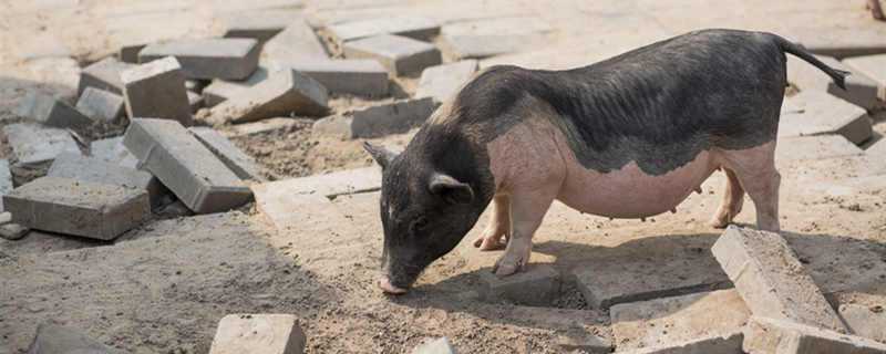 猪死亡的原因 猪死亡的原因有哪些疾病