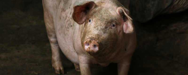 猪热应激症状（猪热应激的症状）