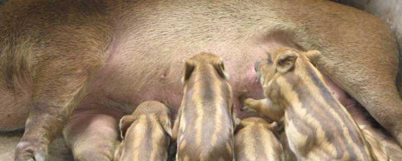 母猪脱毛怎么回事 母猪脱毛怎么办