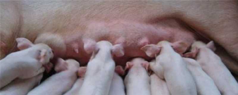 假孕母猪特征（假怀孕的母猪怎么处理）