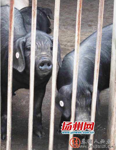 扬州肉价上涨养殖户终于不亏了（扬州猪肉价格怎么样）