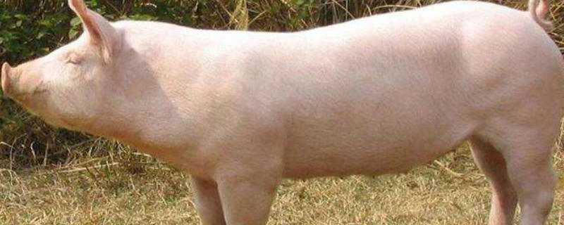 母猪呕吐是什么原因导致的 母猪长期呕吐怎么冶疗