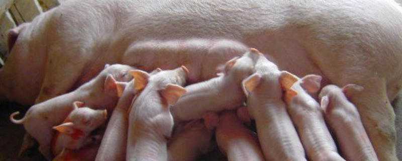 母猪咬猪仔有药治吗 母猪咬猪仔有药治吗图片