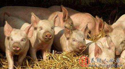 南北方猪价普涨（南北猪价走势反转,北方的寒冬将过去?）