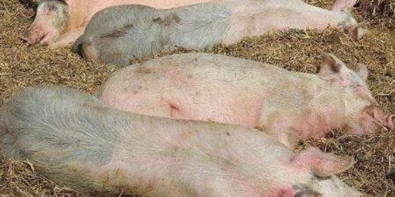 母猪吐血是怎么回事 母猪吐血怎么回事嘛