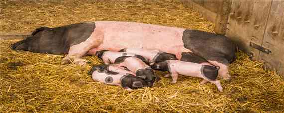 猪流感打什么针最有效 猪流感打什么针最有效果呢