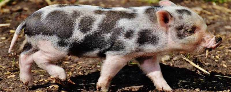 京东养猪怎么加盟 京东养猪加盟政策