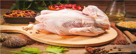 狼山鸡的介绍 狼山鸡是什么鸡