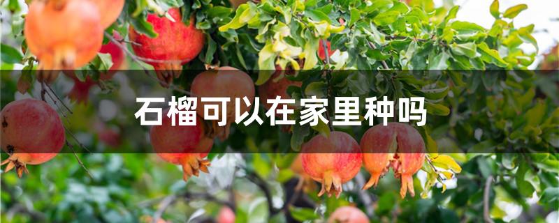 石榴可以在家里种吗 家里可以种石榴盆栽吗