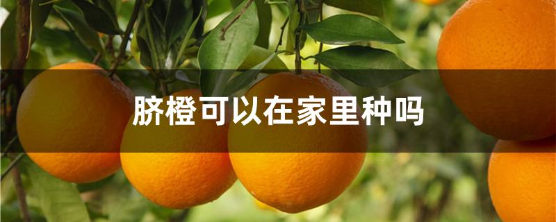 脐橙可以在家里种吗 脐橙什么地方可以种