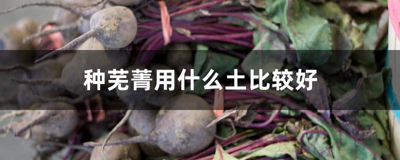 种芜菁用什么土比较好（芜菁的种植方法与时间）