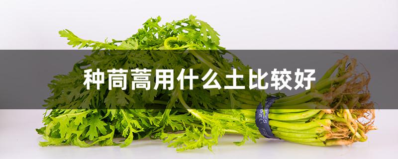 种茼蒿用什么土比较好（茼蒿喜欢什么土壤）
