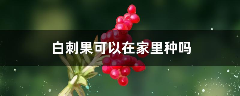 白刺果可以在家里种吗（白刺果可以在家里种吗视频）