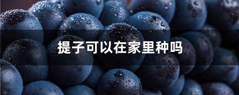 提子可以在家里种吗（提子可以自己在家种吗）