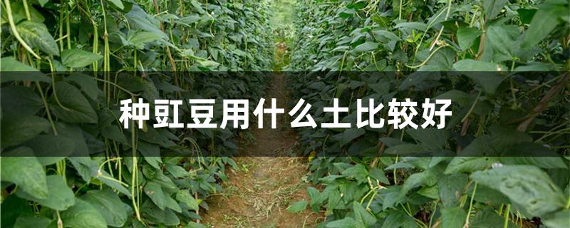 种豇豆用什么土比较好（种豇豆用什么土比较好一些）