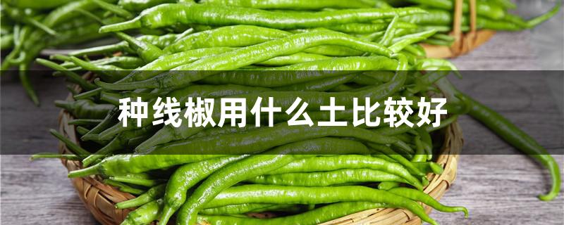 种线椒用什么土比较好 种线椒用什么土比较好活
