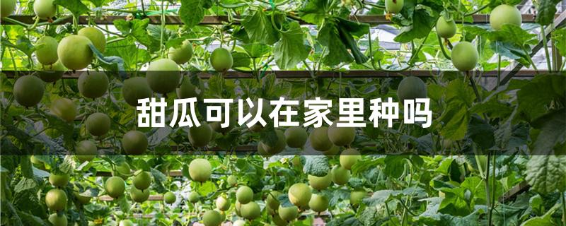 甜瓜可以在家里种吗（甜瓜可以在家里种吗英语）