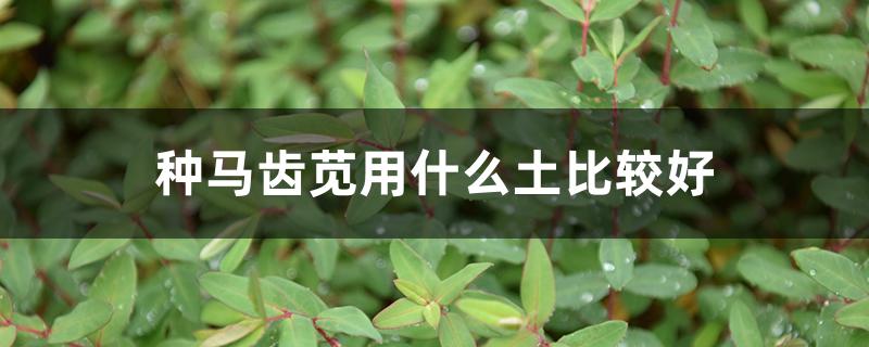 种马齿苋用什么土比较好（马齿苋适合什么土壤）