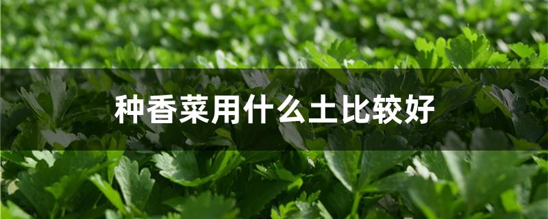 种香菜用什么土比较好（盆栽香菜用什么土好）