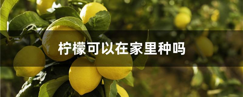 柠檬可以在家里种吗（柠檬可以在家里种吗风水好吗）