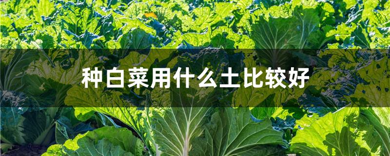种白菜用什么土比较好（种白菜用什么土比较好一些）