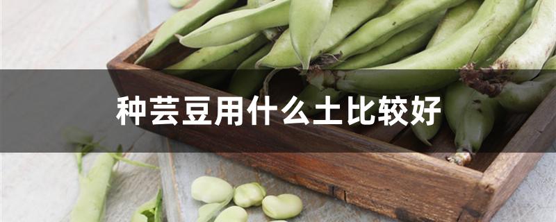 种芸豆用什么土比较好 种芸豆用什么土比较好视频