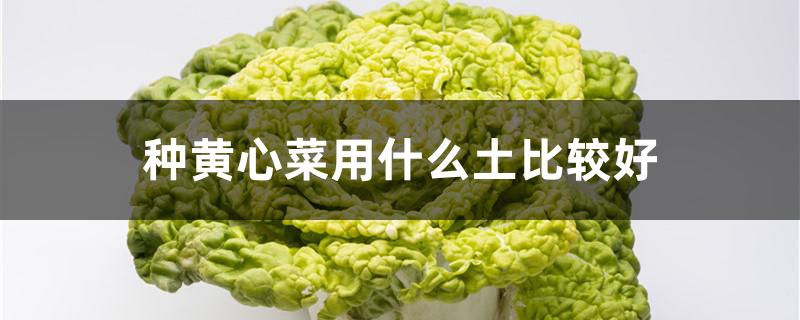 种黄心菜用什么土比较好（黄心菜啥时候种最合适）