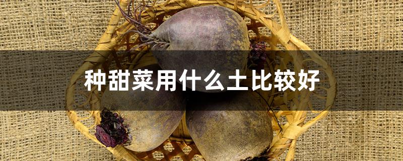 种甜菜用什么土比较好（种甜菜用什么土比较好一些）