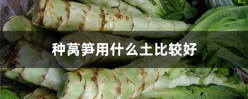 种莴笋用什么土比较好 种莴笋用什么土比较好呢