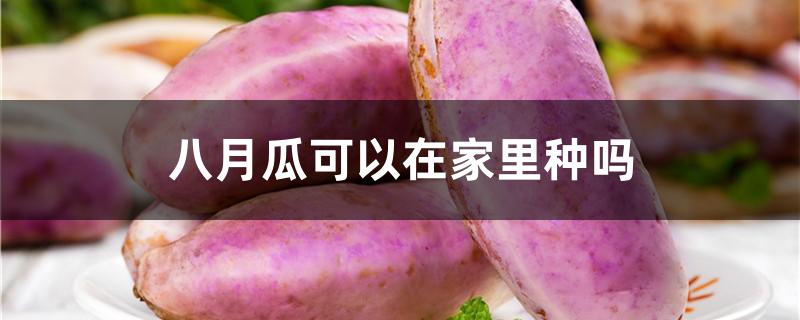 八月瓜可以在家里种吗（八月瓜可以在家里种吗视频）